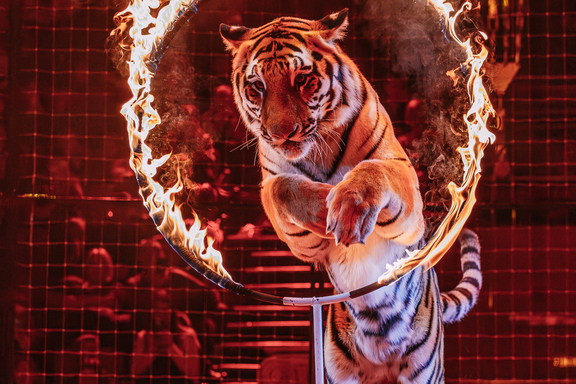 &Icy;&mcy;&pcy;&iecy;&rcy;&acy;&tcy;&ocy;&rcy;&scy;&kcy;&icy;&jcy; &tscy;&icy;&rcy;&kcy; &Mcy;&ocy;&rcy;&iecy;&tcy;&tcy;&icy; &Icy;&rcy;&kcy;&ucy;&tcy;&scy;&kcy;