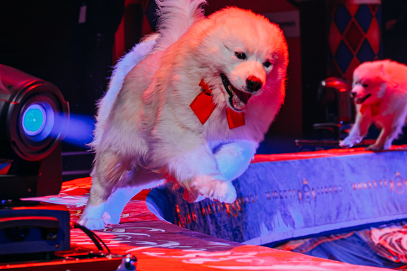 &Icy;&mcy;&pcy;&iecy;&rcy;&acy;&tcy;&ocy;&rcy;&scy;&kcy;&icy;&jcy; &tscy;&icy;&rcy;&kcy; &Mcy;&ocy;&rcy;&iecy;&tcy;&tcy;&icy; &Icy;&rcy;&kcy;&ucy;&tcy;&scy;&kcy;